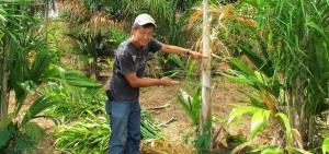 Agricultura familiar enriquece com palmito em Rio Claro