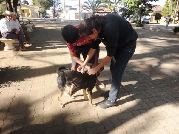 Vacinação de cães e gatos começa na sexta-feira 