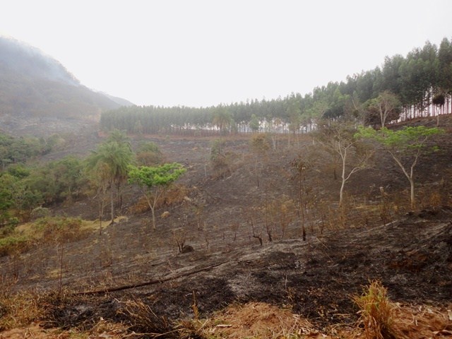 Força-tarefa combate incêndio de grandes proporções na Serra da Lapa em Ipeúna 