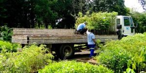 Proprietários rurais recebem 4.400 mudas para plantio em áreas de preservação