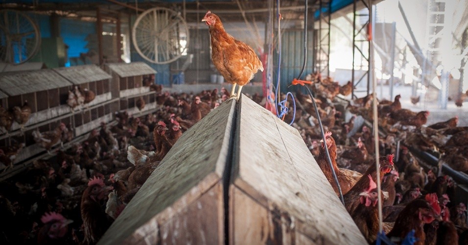 Frango especial é criado com milho orgânico e uma espécie de 'Yakult'