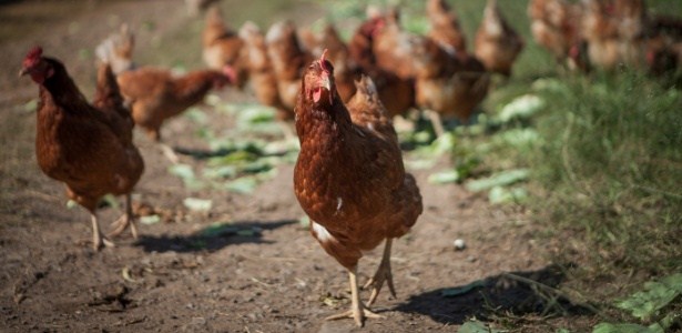 Frango especial é criado com milho orgânico e uma espécie de 'Yakult'