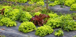 Avaliação do desempenho de substratos para produção de mudas de alface em agricultura orgânica