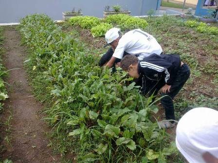Horta promove benefícios no aprendizado dos alunos 